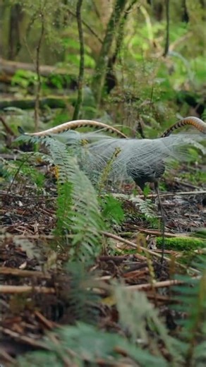 Viral bird master, make people laugh out loud funny videos entertainment +62 viral funny videos