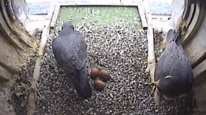 A bird's-eye view of parenthood: Statler live cam captures three falcon eggs weeks from hatching