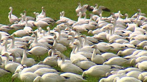 A Snow Goose stopover in Skagit Valley