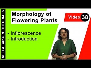 Morphology of Flowering Plants | NEET | Inflorescence - Introduction | Neela Bakore Tutorials