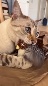 Boredom buster for your kitty! This bird toy chirps like the real thing and is made from eco-friendly materials. 🐦 | Meowvo