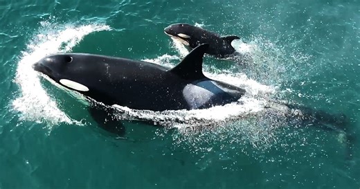 Video: See baby orca and mom swim in tandem in Salish Sea