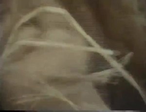 510 reactions · 93 shares | Nothing - NOTHING - can prepare you for the title sequence to the BBC's 1968 adaptation of Cold Comfort Farm! (Reposted via @ScarredForLife2) | Touted Folly | Facebook