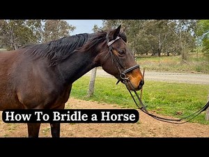 How to Put a Bridle on a Horse | Learn How To Bridle a Horse | Horse Riding