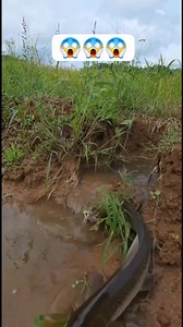 78K views · 155 reactions | Ang laki ng python #python | Ruel Bitoon Lusica | Facebook