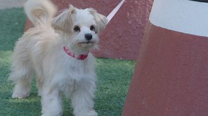 8.2K views · 288 reactions | Have a jumpy dog? Need your pup to stay put? So does, Brandon McMillan! Watch as he teaches Pax one of the simplest training techniques in the book! | Lucky Dog | Facebook