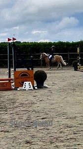 Are you looking for an adorable barbie pony… here he is! 👀🏡💖🦄This is Super Nemo. Nemo has got lead rein competition experience, jumps full courses steady in trot and canter, loves ponycamp, and is driven in harness single and double. Safe to say Nemo is traffic proof, bomb proof, toddler proof and kiss proof 🥰🥰🥰💛Welsh A🤍Size B, 121 cm💛Gelding 🤍2017💛Palomino 4 x white legs 🤍Sire Oldenzijlster Action Man For more info about this utter adorable super all round pony with the cutest face