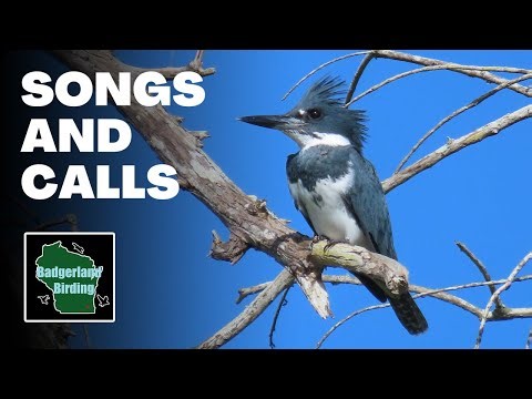 Belted Kingfisher Rattle Call