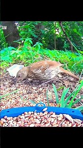 New Species Alert! Brown Thrasher Flies to Feeder Enjoy Sunflower Seed Snack Thrasher Thrills Part 1