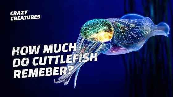 Cuttlefish Brains Are More Powerful Than You Think