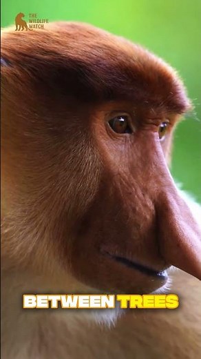 Proboscis Monkey: The Weird Nose That Rules the Jungle | Borneo Wildlife Documentary