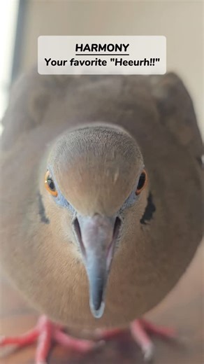 👑 POPEYE'S KINGDOM 👑 on Instagram: "Harmony 🕊️ We didn't think he'd get so much attention for his "heeergh!!" so we compiled a few more clips of his signature heeergh to make your day 🤗 💕 #HarmonyTheDove #misfitfarmcr"