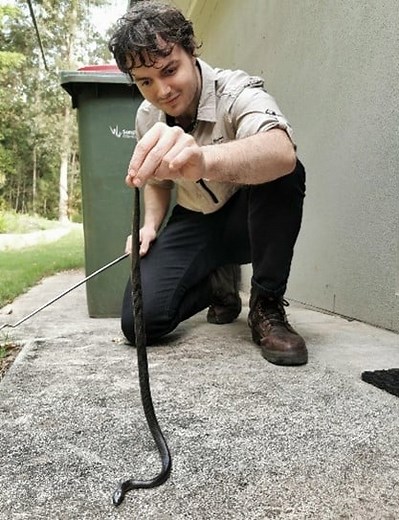 Eastern Small-Eyed Snake | Snake Species | Snake Rescue