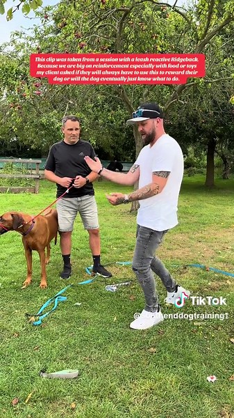 Reactive Dog Training: When To Stop Rewarding