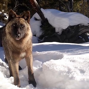 Idaho is on a wolf-killing spree. The state allows year-round killing of wolves and even pays out bounties to trophy hunters. The results are tragic: the wolf population decreased there for the first time in years — by more than 200. Hunters are even allowed to kill wolves in brutal, inhumane ways, like using painful and indiscriminate strangulation snares and traps. These animals desperately need Endangered Species Act protection and the Center is urgently fighting to make that happen. Please, 