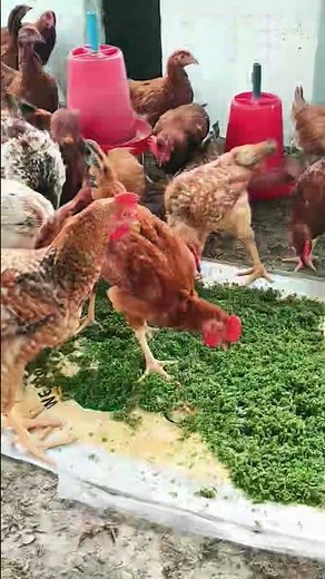 #azolla farming # azolla a water fern they fix environment nitrogen # azolla feed improve protein.