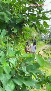 74K views · 1.8K reactions | He’s not a civil engineer like he said (loyalty prank Goes wrong )   Win Maserati on 1xBet: -Bet on Champions League matches -Earn points for every bet you place (even from the one you lose) -Collect points and take part in superprize draws. Win a car or cash! Register with my promo code LENZI and get up to 189 000 NGN bonus on your first deposit. Register for free via link in comment  | House of LENZI | Facebook