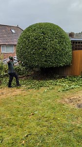 Baytree topiary #gardener #gardening #trees #satisfying #transformation | Gary Hall Garden Services