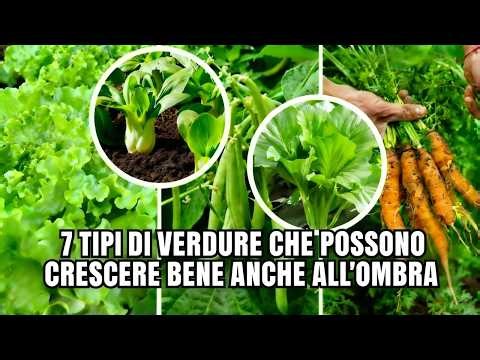 7 Verdure In Luoghi Ombreggiati | Rigogliose Anche Sotto L'Ombra