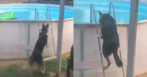 German Shepherd Learns How To Get Into Pool All By Himself And Goes For Secret Swim