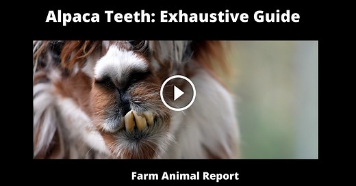 Alpaca Teeth: Exhaustive Guide **SMILE**