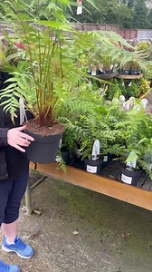 36 reactions | Dicksonia antarctica the Tree Fern is a magnificent,...