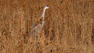 Sandhill cranes may be observed throughout the day at Bosque del Apache National Wildlife Refuge as they feed in fields (from about November through January!). Sandhill crane calling video credit: Walker/USFWS Video description: A tall gray bird with a red forehead walks across a field of brown grasses and sunflowers, making a bugling sound. | Bosque del Apache National Wildlife Refuge