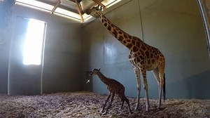 11M views · 429K reactions | Happy World Giraffe Day! The Irwins are waiting on bated breath for the giraffe, Rosie, to give birth to her young calf after a 15-month-long pregnancy. Watch how quickly the precious newborn giraffe learns to get up on her feet! 漣 Watch more Crikey: Its the Irwins on discovery+: https://bit.ly/3MJfd3S | Love Animals | Facebook