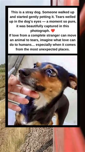 A Stranger’s Touch Made This Stray Dog Cry 🥺❤️”