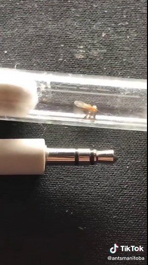 Ants come in all shapes and sizes :) #ants #ant #antkeeping #antsoftiktok #antkeeper #nature #bugs