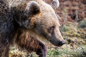 Brown Bear Watching in Finland | Martinselkonen Wilds Centre - The Lost Passport