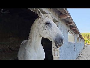 Hufbearbeitung - Cushing Heilung - Farmleben