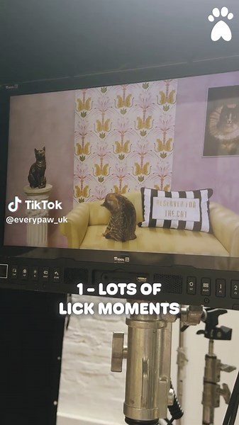 David Baddiel: Cat Man - Filming with Feline Stars
