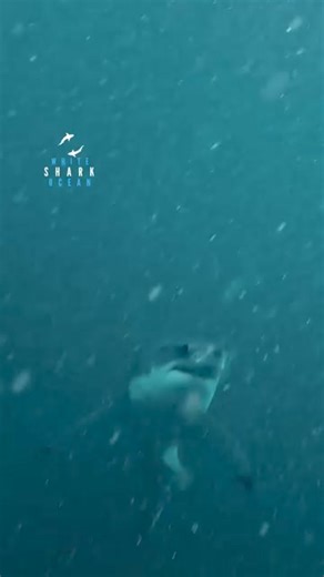Great white slowly ascends from deep blue 🦈💙 Credit:@whitesharkocean . . . #shark #sharks #deepblue #greatwhiteshark #greatwhite #ocean #oceanlife #sharkconservation #sharklover #reels #explore | Shark Lovers