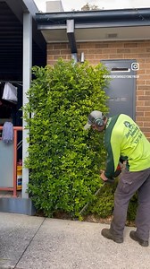 798K views · 9.8K reactions | Hedge trimming ✂️ For more watching please follow: #davidsmowingsydney • • • #satisfying #transformation #oddlysatisfying #australia #gardening #foryou #fyp #makeover #business #valentines #melbourne #gym #asmr #workout #art #naturelovers #fashion #beforeandafter #arabic #selflove #happy #uk #sydney #loveyou #airlines #arab #ocean #goodvibes #february | David's Mowing Sydney NSW | Facebook
