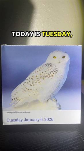 Snowy Owl: January 6 Bird of the Day