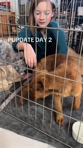 Pupdate day 2 Mid-day: Sorry I haven’t updated sooner. Pup is doing well! Still weak but eating and drinking every hour ❤️ Had a foster family lined up and it fell through. No worries! The right one is out there. He’s in good hands 💕