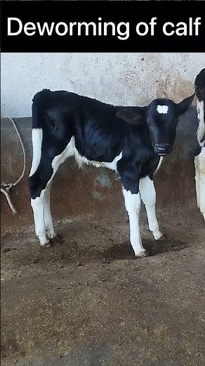 Deworming in calf l Dr.Pankaj Mahore #dairy #cow #calf #chara #drpankajmahore