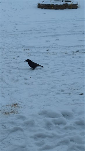 Frankie the Crow Comes Home March 2026 #birds #crow