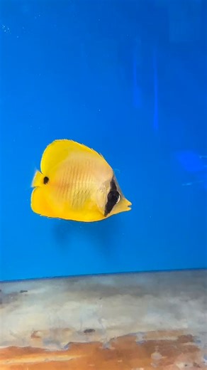 From Our Tanks To Yours 🐠 | Aquatic Collection