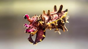 2.5K views · 189 reactions | Flamboyant Cuttlefish 撚 Color-Changing Creature! | 1 Minute Animals This tiny marvel can transform its appearance in an instant. Meet the Flamboyant Cuttlefish 撚, a master of color-changing magic in the ocean depths. With vibrant hues and mesmerizing displays. #flamboyantcuttlefish #oceanlife #sealife #deepseacreatures #oceancreatures | 1 Minute Animals | Facebook
