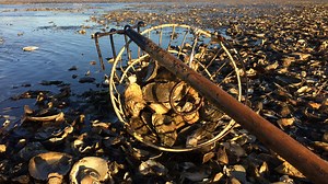 Want to gather shellfish on Cape Cod? Helpful town links for info and permits
