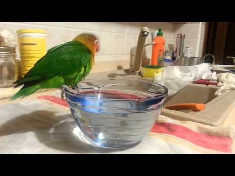 Pappagallini inseparabili bagnetto