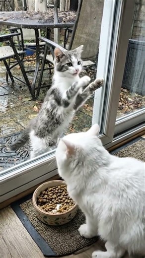 🥺🐱 Hungry Stray Cat Begging for Food at the Door 🚪🍽️ #hungrycats #animalrescue #cat #usashorts