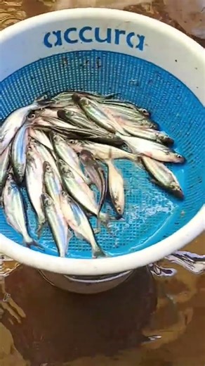 🎣 🐠 Pangasius Fish Seed Catching 💯% #fish #shorts #short #shortsvideo #fishing