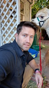 The latest testing lab rescue animal at @beaglefreedom Meet Alphie the alpaca. His favorite thing is watching his own reflection in the mirror. #alpaca #rescue | Nathan The CatLady