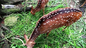 deer are eating grass greedily in the zoo