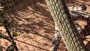 2K views · 54 reactions | Dikwididi Southern African Python : We are housing the 3.7 mt , 31kg Python so it can shed before we take it to a safe place far from Humans ......Video by Laola Gilbert........Sean@SRG | Snake Relocation Gaborone | Facebook