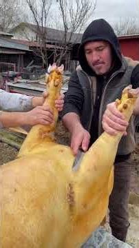 Is this how you prepare your pig 🐷? #pigfeed #therefusetolosecookingshow #cookingforacause #pig