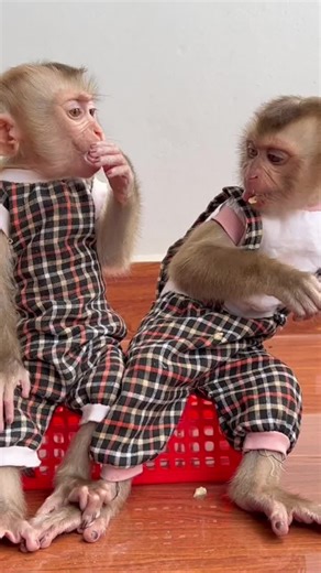 Cute Baby Monkey's Latest Adventures